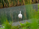 White Heron - Czapla Biała